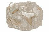 Otodus Shark Tooth Fossil in Rock - Eocene #215620-1